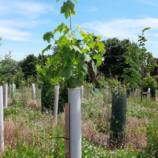 Tree Planting - Tudor Environmental
